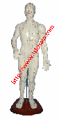 Acupuncture model